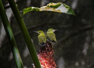 Ile człowiek zjada pająków w nocy?