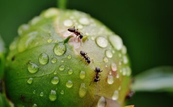 Czy mrówka może mieć okres?