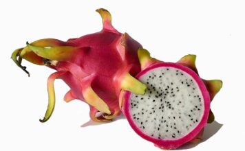 Po jakim czasie pitaja daje owoce? Po jakim czasie pitaja daje owoce?