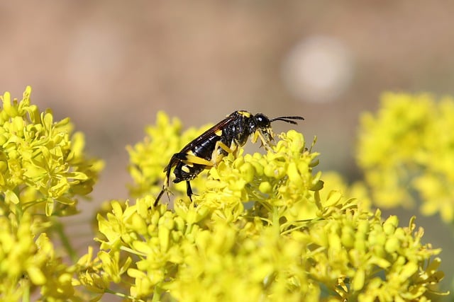Co bardziej boli osa czy pszczołą? Co bardziej boli osa czy pszczołą?