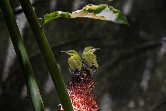 Kiedy jest najwięcej pająków? Kiedy jest najwięcej pająków?