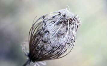 Co daje owalna zębatka?